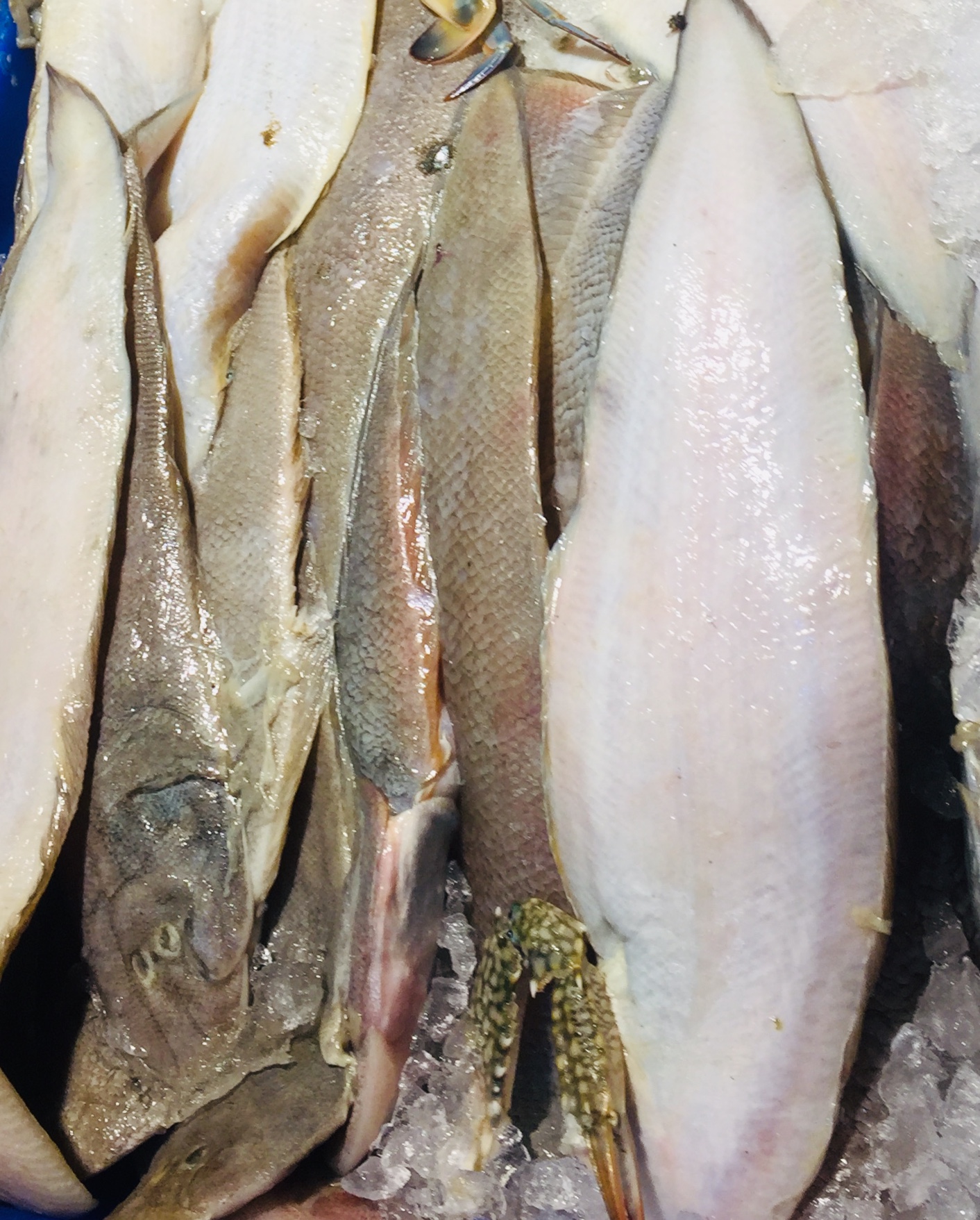 tilapia fish in telugu